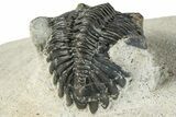 Bargain, Hollardops Trilobite Fossil - Ofaten, Morocco #287456-4